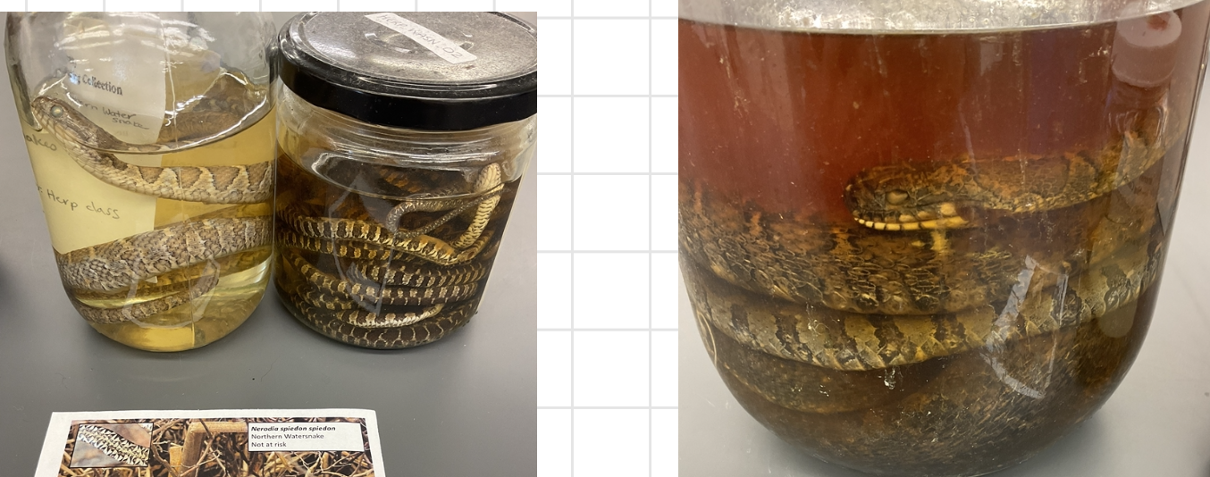 <p>Nerodia spiedon spiedon</p><p>Northern Watersnake</p><p>Not at risk</p><p>Family Colubridae</p><p>Very keeled scales</p><p>Belly is cream to light orange with half-mooned shapes</p><p>Very aggressive</p><p>Gives birth to live children (viviparous)</p><p>Background colour is brown to grey with numerous brown, black, or rust-coloured blotches on body</p><p>The anterior of body is saddle-shape</p><p>Young are boldly patterned while old adults may appear mostly solid dark brown or black from a distance</p><p>Often mistaken for water moccasin</p><p>It is harmless to humans but will actively defend itself if handled or barrages, it will flatten its body to appear bigger and release an odours fluid from its cloaca</p>