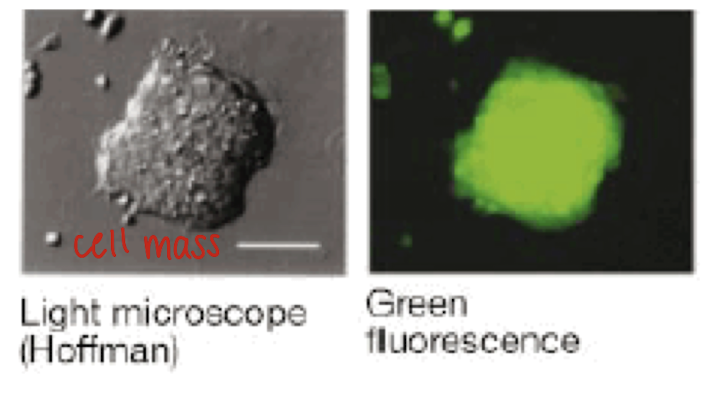 <p>GFP+ colonies grow (indicates cells are derived from bone marrow), look like ES colonies (looks like a cell mass - flattened colonies with tight cell-cell junctions), and proliferate at a rate similar to ES cells for &gt;6mo</p>