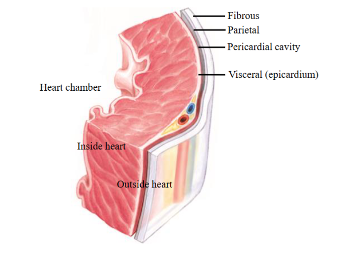 <ul><li><p><span style="color: rgb(0, 0, 0);"><span>Pericardium → a fibrous sac surrounding the heart and the roots of the great blood vessels leading into and out of the heart</span></span></p></li><li><p><span style="color: rgb(0, 0, 0);"><span>Functions:</span></span><span style="color: rgb(0, 0, 0);"><br></span><span style="color: rgb(0, 0, 0);"><span>- Stabilizes the heart in the thoracic cavity</span></span><span style="color: rgb(0, 0, 0);"><br></span><span style="color: rgb(0, 0, 0);"><span>- Provides protection to the heart by physically surrounding it</span></span><span style="color: rgb(0, 0, 0);"><br></span><span style="color: rgb(0, 0, 0);"><span>- Reduces friction as the heart beats by secreting the pericardial fluid</span></span><span style="color: rgb(0, 0, 0);"><br></span><span style="color: rgb(0, 0, 0);"><span>- Limits overfilling of the heart chambers</span></span></p></li><li><p><span style="color: rgb(0, 0, 0);"><span>3 layered sac: fibrous pericardium, parietal pericardium and visceral pericardiu</span></span><span style="color: transparent;"><span>m</span></span></p></li><li><p><span style="color: rgb(0, 0, 0);"><span>Fibrous pericardium: outer layer of the pericardial sac; provides protection for</span></span><span style="color: rgb(0, 0, 0);"><br></span><span style="color: rgb(0, 0, 0);"><span>the heart and stabilizes the heart in the thoracic cavity by attaching to structures in the chest; holds the heart in place; limited distensibility which prevents the sudden, rapid overfilling of the heart</span></span></p></li><li><p><span style="color: rgb(0, 0, 0);"><span>Parietal pericardium: part of the serous pericardium; lies underneath the</span></span><span style="color: rgb(0, 0, 0);"><br></span><span style="color: rgb(0, 0, 0);"><span>fibrous pericardium and is attached to it</span></span></p></li><li><p><span style="color: rgb(0, 0, 0);"><span>Visceral pericardium: part of the serous pericardium; innermost layer of the</span></span><span style="color: rgb(0, 0, 0);"><br></span><span style="color: rgb(0, 0, 0);"><span>pericardial sac, and is also called the epicardium when it comes into contact</span></span><span style="color: rgb(0, 0, 0);"><br></span><span style="color: rgb(0, 0, 0);"><span>with the heart muscle</span></span></p></li><li><p><span style="color: rgb(0, 0, 0);"><span>Pericardial cavity → separates the parietal pericardium from the visceral</span></span><span style="color: rgb(0, 0, 0);"><br></span><span style="color: rgb(0, 0, 0);"><span>pericardium; both parietal and visceral pericardium secrete fluid which</span></span><span style="color: rgb(0, 0, 0);"><br></span><span style="color: rgb(0, 0, 0);"><span>decreases friction between pericardial membranes as heart beats</span></span></p></li><li><p><span style="color: rgb(0, 0, 0);"><span>Serous layer → a layer composed of cells that secrete a fluid</span></span></p></li><li><p><span style="color: rgb(0, 0, 0);"><span>Pericarditis: an inflammation of the pericardium caused by viruses, bacteria, fungi, trauma or malignancy; leads to fluid accumulation in the pericardial cavity</span></span></p></li><li><p><span style="color: rgb(0, 0, 0);"><span>Cardiac tamponade: compression of heart chambers due to excessive accumulation of pericardial fluid; heart's movement is limited and heart chambers cannot fill with adequate amount of blood (ie. a decrease in ventricular filling)</span></span></p></li></ul><p><span style="color: rgb(0, 0, 0);"><br></span></p><p></p>