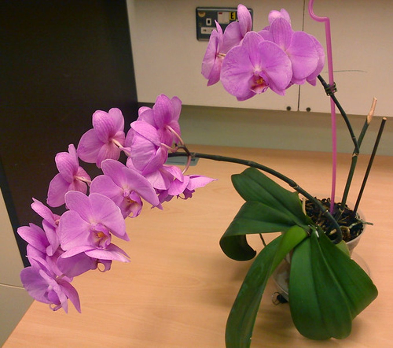 <p>Moth Orchid</p>