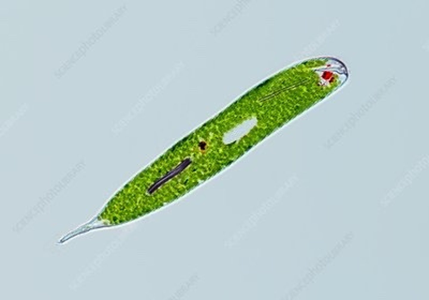 <p>What organism is this?</p>