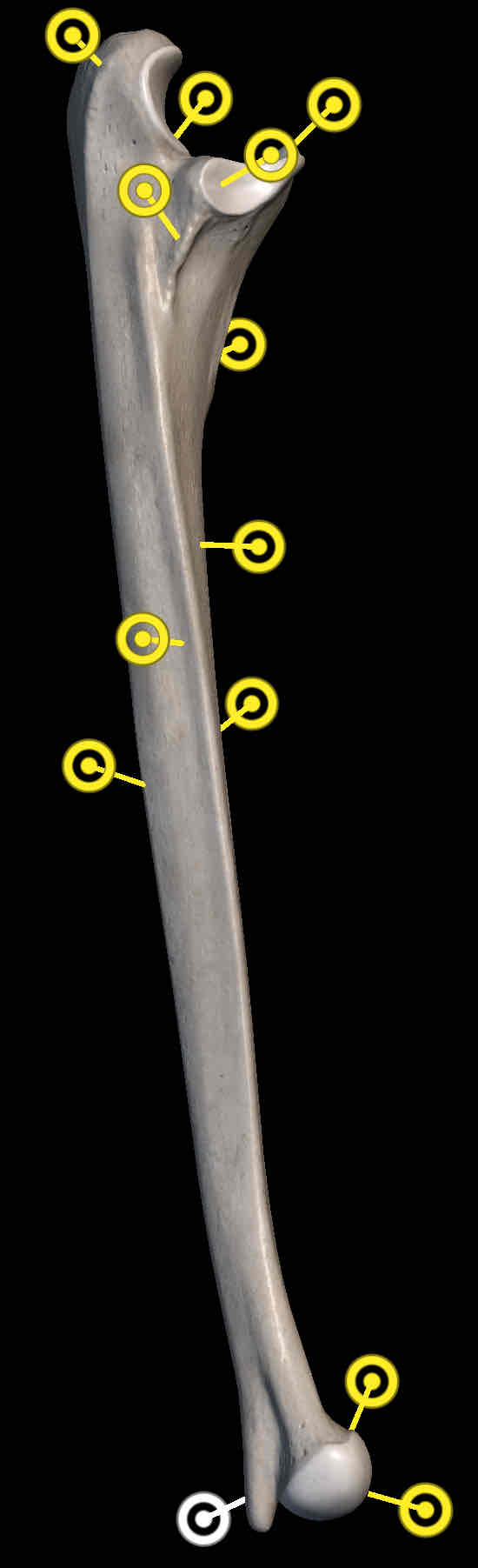 <p>Name structure on ulna</p>