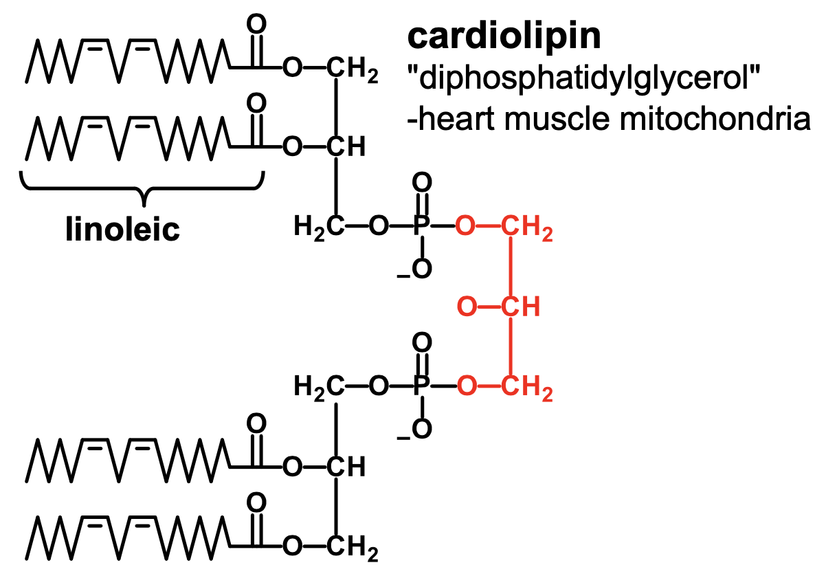 <p>What is diphosphatidylglycerol?</p>