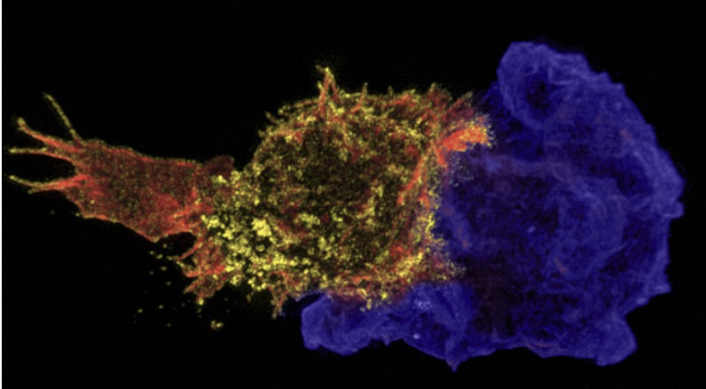 <ul><li><p><span><span>T</span><sub><span>C</span></sub><span> cells have only one major type, but T</span><sub><span>H</span></sub><span> cells have multiple subtypes</span></span></p></li><li><p><span><span>Several subtypes are involved in response to specific types of pathogens &amp; secrete types of </span><strong><span>pro-inflammatory cytokines</span></strong><span> suited to fighting a certain pathogen</span></span></p></li><li><p><span><span>Regulatory T-cells secrete </span><strong><span>anti-inflammatory cytokines</span></strong><span> and are important in ended an immune response or preventing an improper immune reaction</span></span></p></li></ul><p></p><p></p>