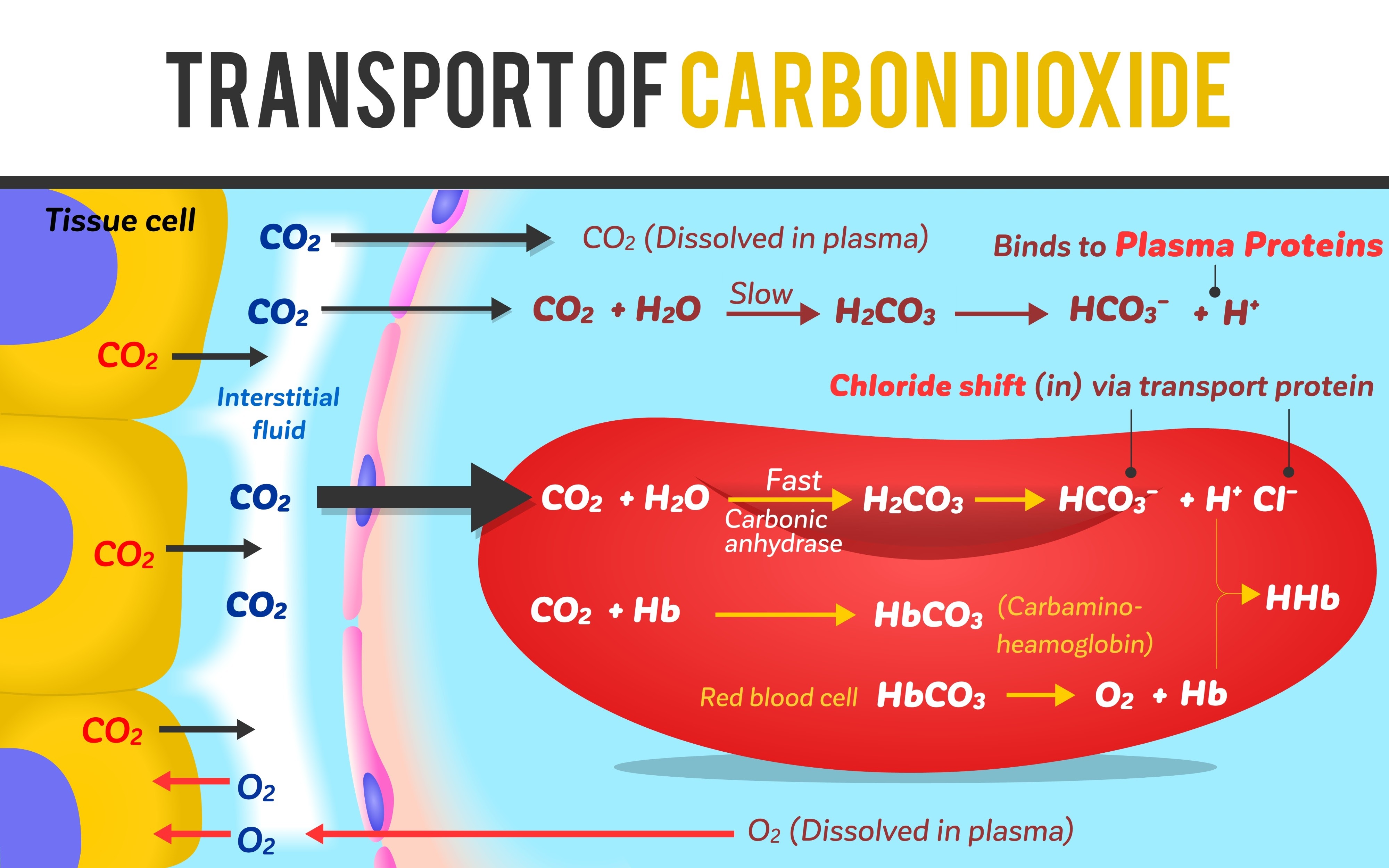 <p>Exchange where HCO3- diffuses OUT of RBCs and Cl- diffuses IN to maintain electrical balance.</p>
