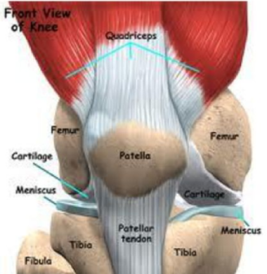 <p>• Designed to surround and support </p><p>• Made mostly of water</p><p>• Flexible, springs back</p><p>• No nerves or blood vessels</p><p>• Surrounded by perichondrium (dense irregular connective tissue) girdle</p><p>• Nutrients via diffusion</p><p>• (Meniscus: a rubbery, C-shaped disc that cushions your knee, </p><p>temporomandibular joint and clavicle joints)</p><p>• (Tendon: a structure that connects muscle to bone)</p>