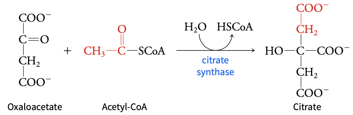 <p>oxaloacetate + acetyl-CoA → citrate </p>