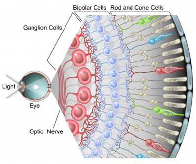 <ul><li><p>Most anterior of neural retina.</p></li><li><p>Long axons, make 90º turn at inner face of retina</p></li><li><p>All axons ultimately merge at posterior eye to from <strong>optic nerve </strong>to brain</p></li></ul><p></p>