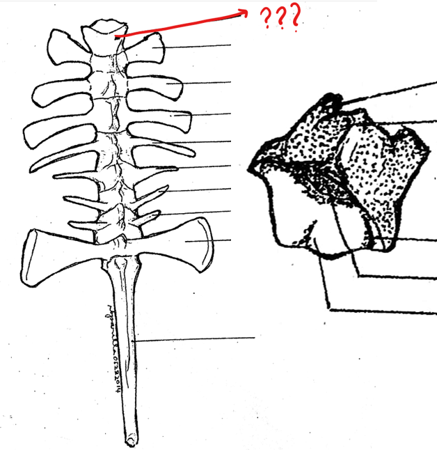 <p>part of the vertebral column; the first vertebra and the only cervical vertebra of the toad and frog; does not possess any processes; has a pair of depressions on its anterior surface for the articulation with the exoccipital condyles of the skull</p>