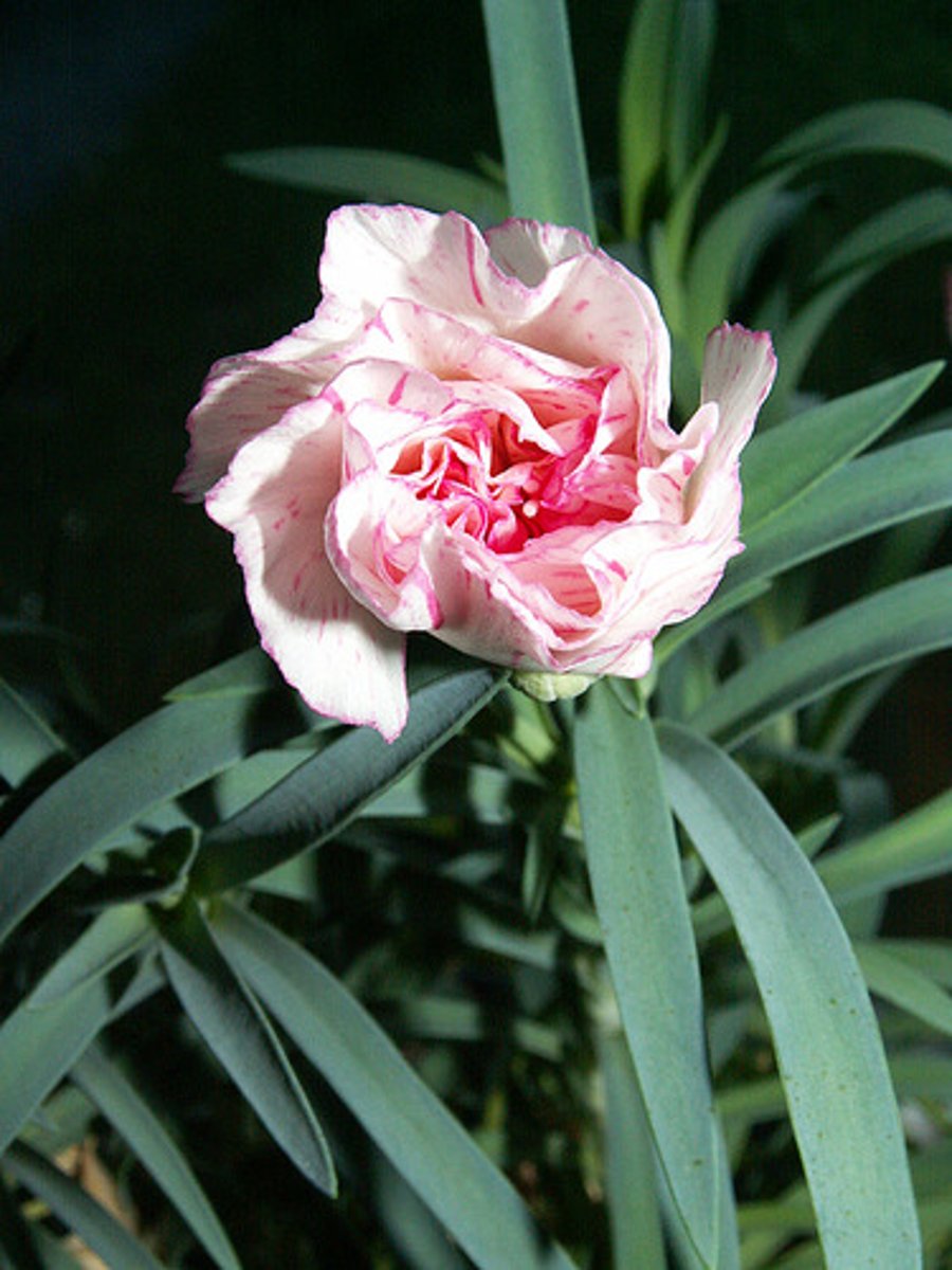 <p>1 flower head per stem, ruffled edges of flower</p><p>Grayish appearance to leaves & stem</p><p>Very pronounced nodes and long internodes</p><p>Leaves opposite in twos</p>