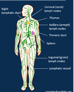 <p><span>•Lymphatic system drains excess interstitial fluid, transports dietary lipids/ fat-soluble vitamins, and facilitates immune responses</span></p><p><span>•Lymph vessels have permeable walls and valves.</span></p><p style="text-align: left;"></p><p><span>•Lymph drains into the thoracic duct and right lymphatic duct before returning to the blood circulation. Relies on skeletal muscle and respiratory pumps.</span></p>