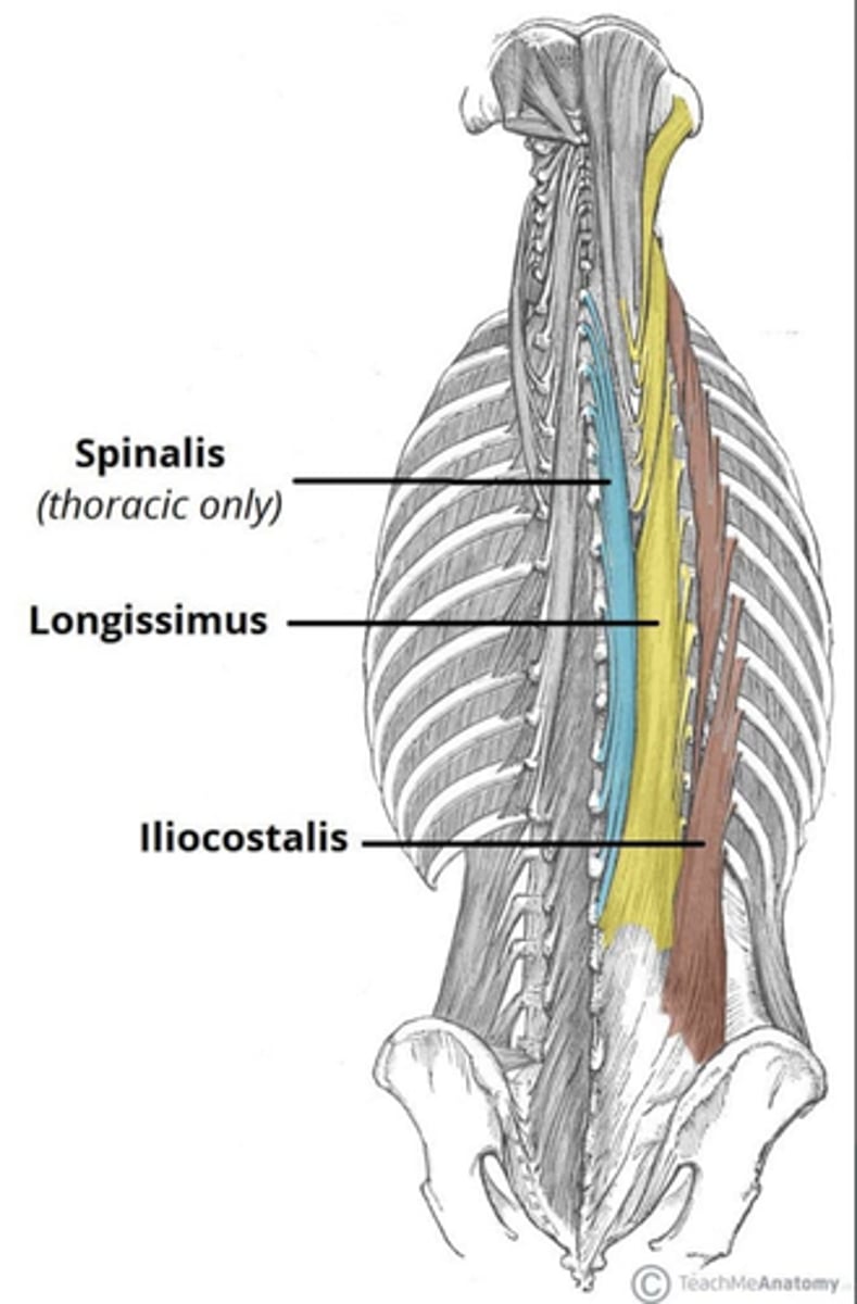 <p>• Ribs (Thoracic and Lumbar)</p><p>• Transverse Processes (Cervical)</p>