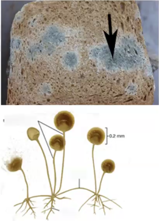 <p>black/red molds, serve as decomposers, make up mycorrhizal fungi </p>