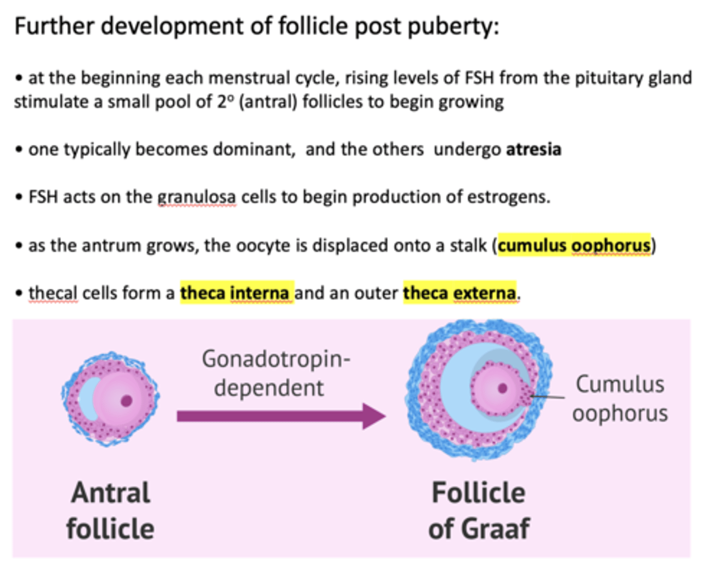 <p>granulosa cells</p>