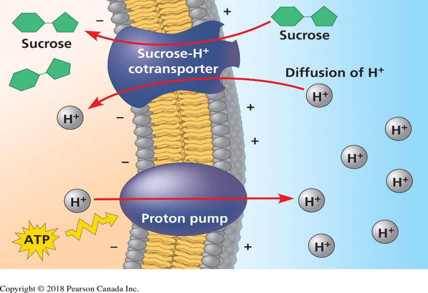 <p>Used to transport sucrose into a sieve tube cell</p>