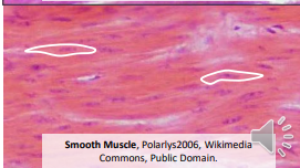 <p>Smooth</p>