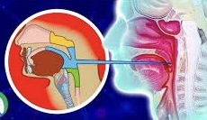 <p>The <strong><em><em></em></strong></em>__ of the pharynx is lined with mucous membranes.</p>