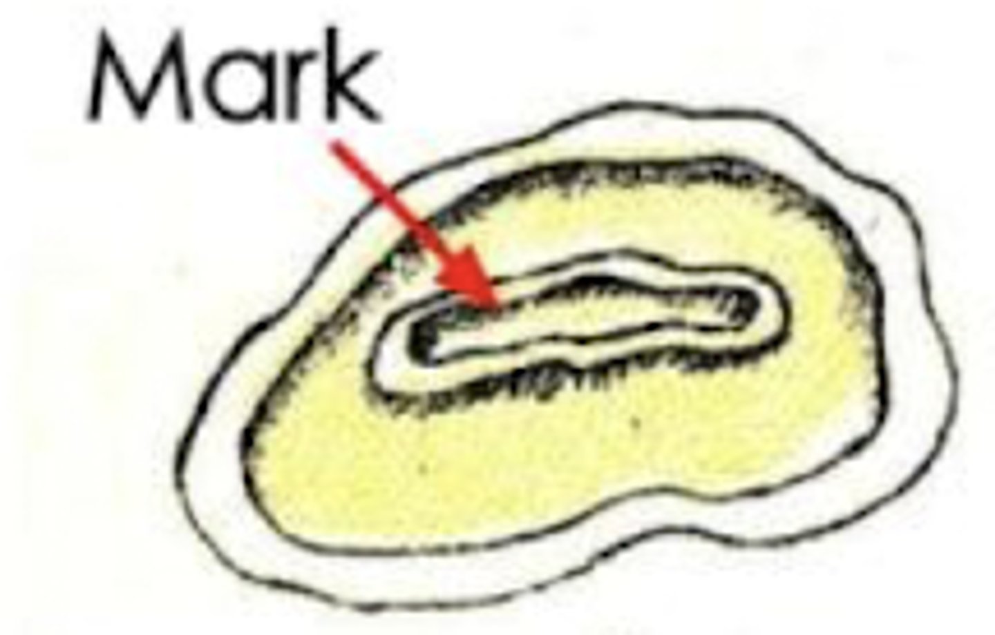 <p>What is the age of this horse?</p>