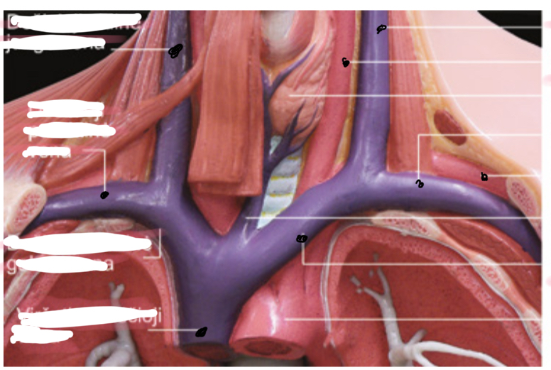 <p>Isvardink kraujagysles</p>