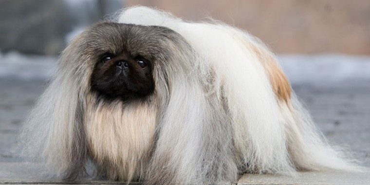 <p>pekingese</p>