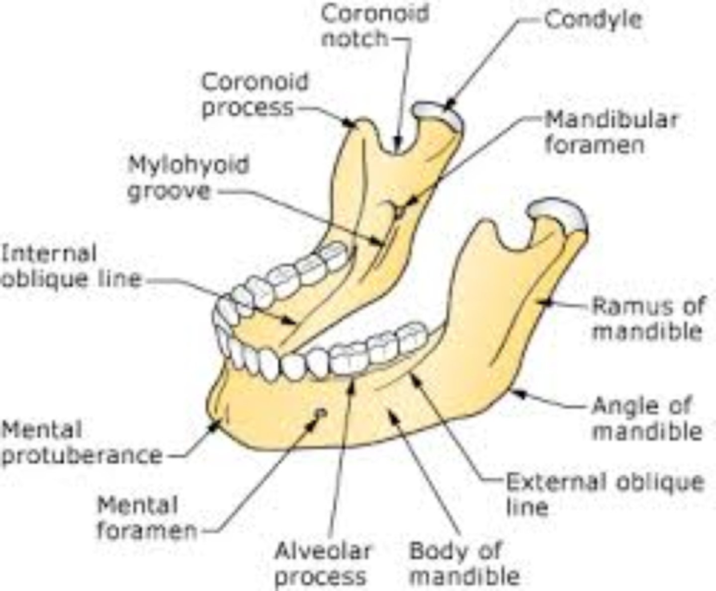 <p>Condylar process - Coronoid process - Mental foramen - Mandibular foramen</p>