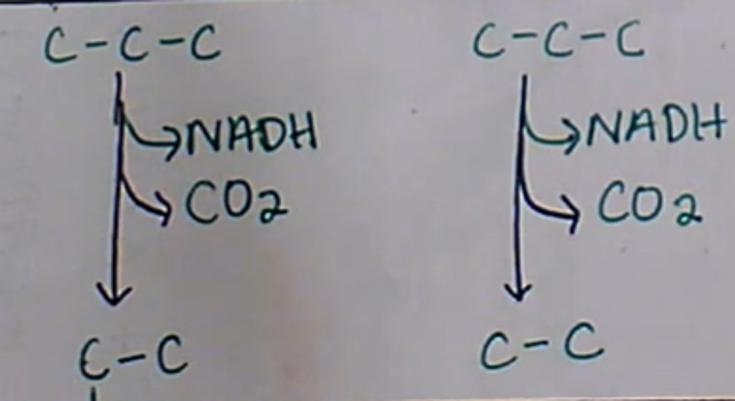 <p>Pyruvate oxidation (occurs in mitochondria):</p><p>Two CO2 molecules are made from each of the pyruvate, turning them from C-C-C into C-C (acetyl-coA). NAD+ accepts electrons again making more NADH.</p><p>Produced this step: </p><p>2 CO2 made (gets breathed out)</p><p>2 NADH made</p><p>Net produced: 2 ATP, 4 NADH</p>