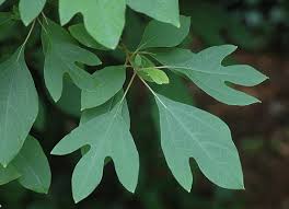 <p>What is the common name of Sassafras</p>