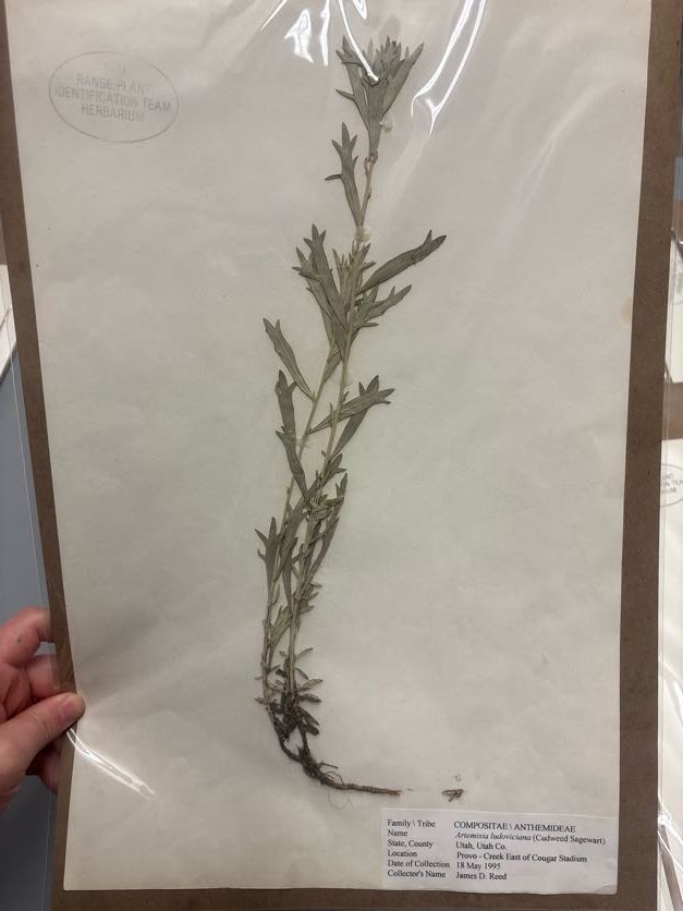 <p>Leaves entire, dentate and/or lobed (regional variation),  </p>