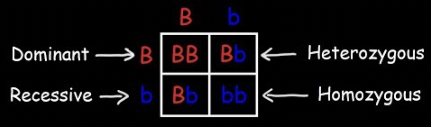 <p>Steps for a Punnett Square</p>
