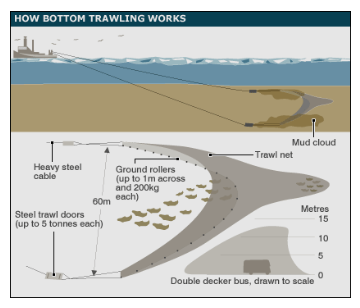 <p>Deep trawling with nets held open by heavy doors bulldoze the seabed and catch sea life indiscriminately - more than 50% of catch is disgarded</p>