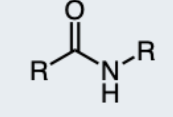 <p>carbonyl attached to a nitrogen and 1 hydrogen</p>