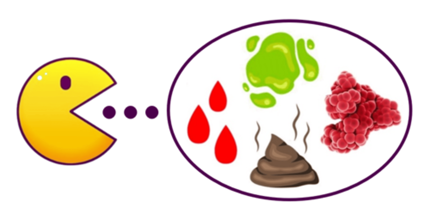 <p>enzymes that break down blood, mucus, feces, & albumin (protein in blood plasma)</p>