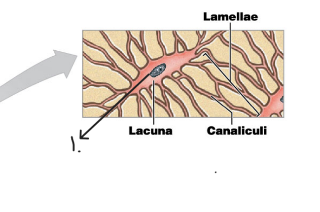 What is the name of this cell? #1