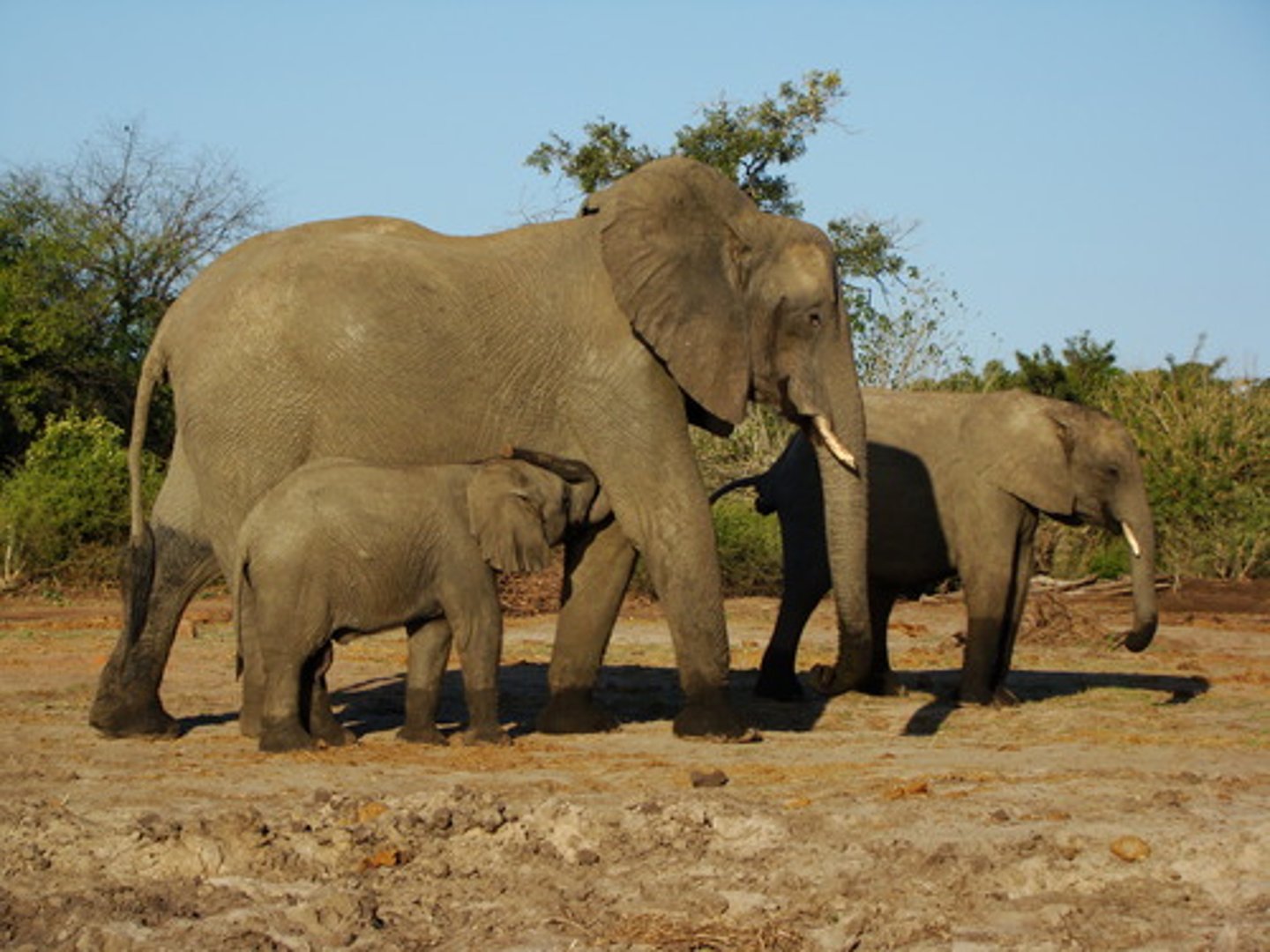 <p>big, large, great</p>