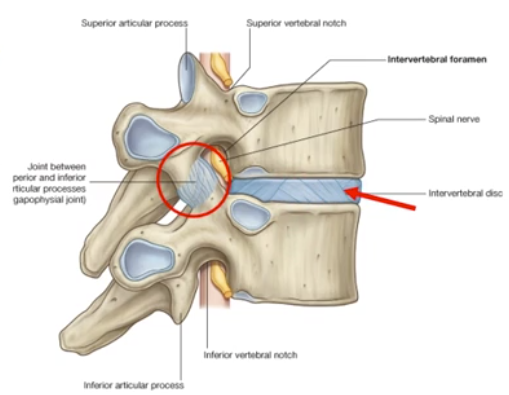 <p>-synovial <strong>plane</strong> joint between the superior and inferior articular processes of the vertebra</p><ul><li><p>also called facet joints</p></li><li><p><strong>plane joint</strong> = the surfaces of the joint are flat and “glide” over each other</p></li></ul><p>-surrounded by a joint capsule due to it being a synovial joint</p><p>-cervical articular facets are oriented relatively horizontally and less tightly interlocked than other regions, making them more mobile and subject to dislocation</p><ul><li><p>superior articular facet faces posteriorly and the inferior faces anteriorly</p></li></ul><p>-specific angle and direction of the facets vary regionally and influence the motion available</p><p>-can be visualized on radiograph imaging</p>