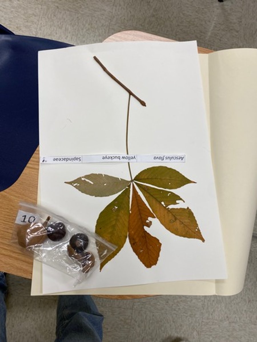 <p>Aesculus flava (Sapindaceae)</p>