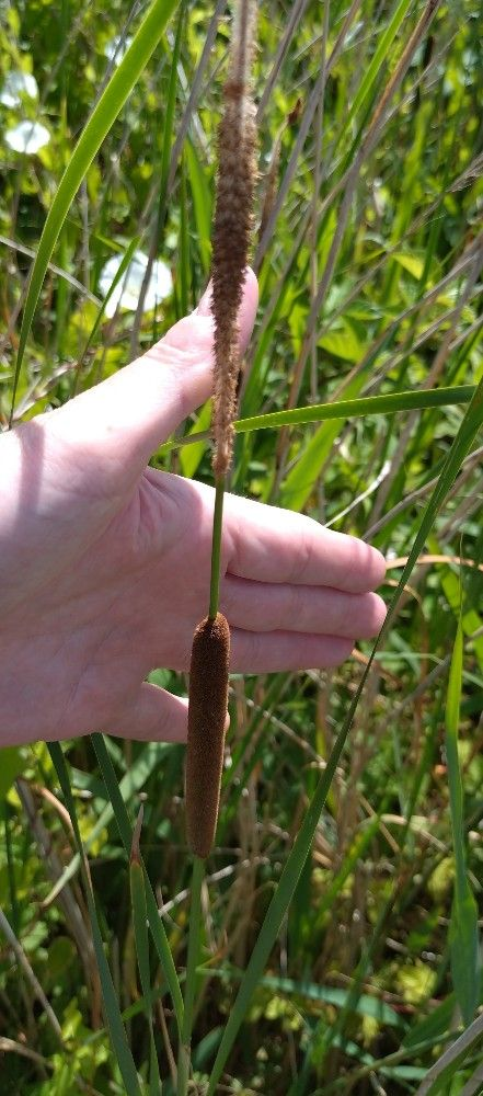 <p>Synapomorphies: more than 2 cm between male and female flower clusters, leaves less than 10 cm wide</p><p>Characteristics: cylindrical floral clusters, each one turning into single seeded capsule, parallel venation, leaves alternate</p><p></p>