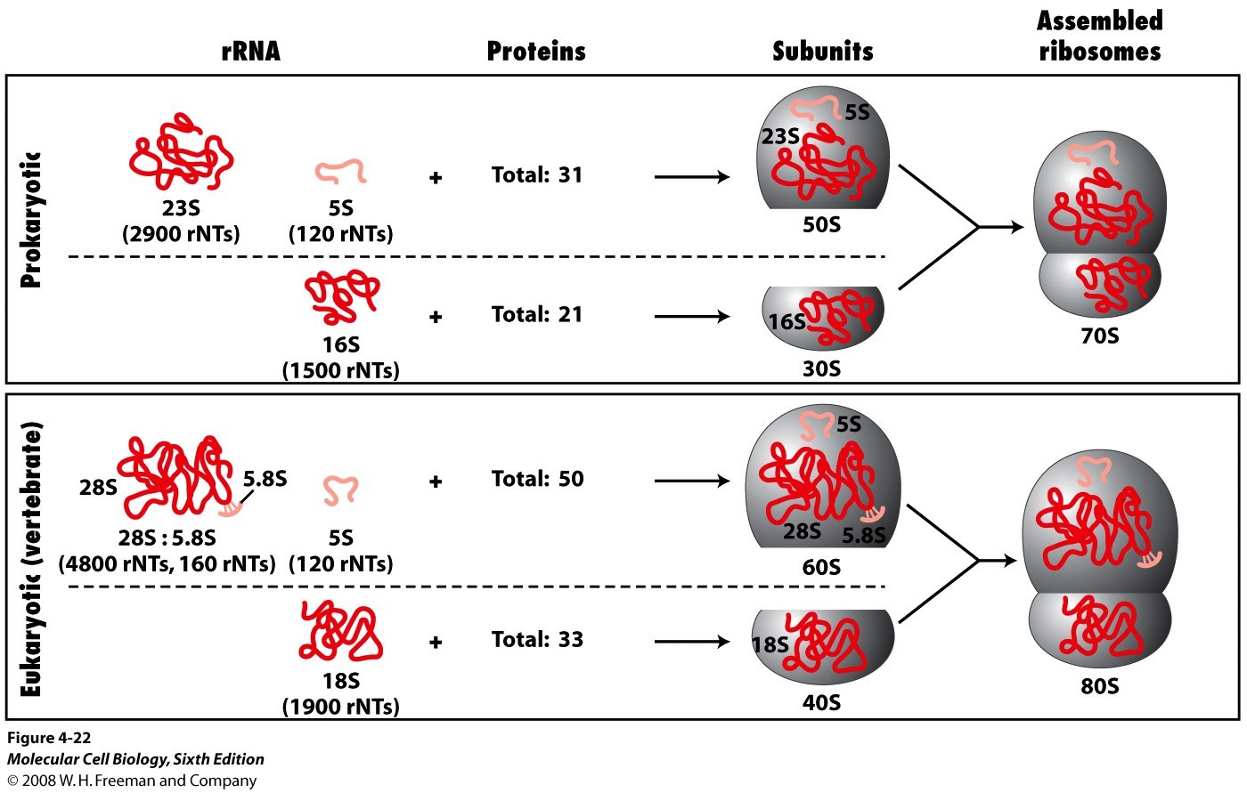 <p>About 80 proteins and 4 rRNA molecules. (Prokaryotes have ~60 proteins and 3 rRNA)</p>