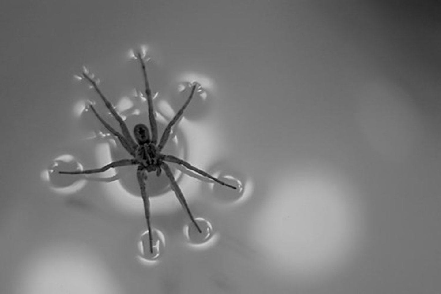 <p>an inward force, or pull, among the molecules in a liquid that brings the molecules on the surface closer together</p>