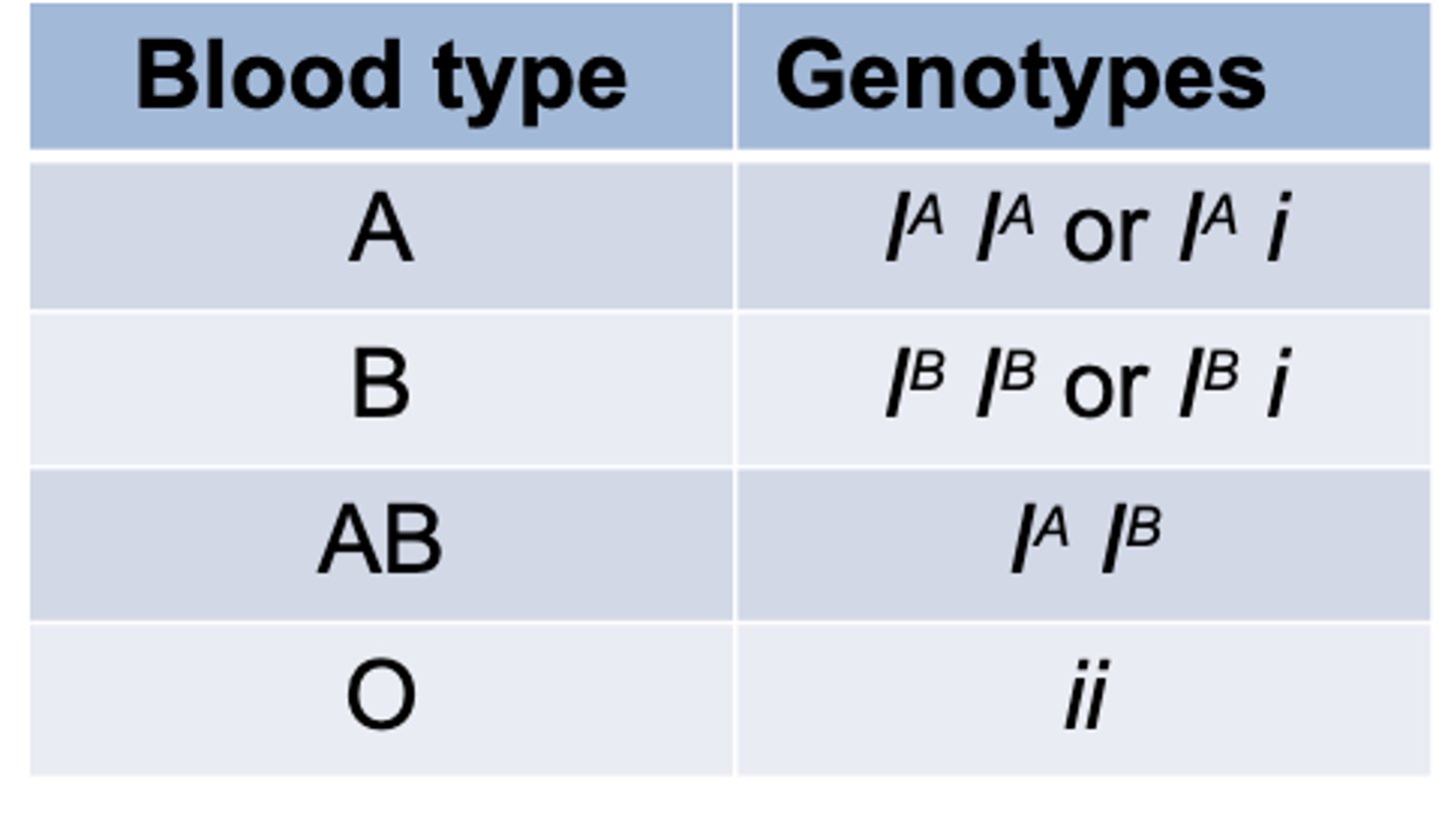 <p>Four blood types of the ABO system ______ and _______ alleles are codominant but each is completely dominant to the i allele</p>