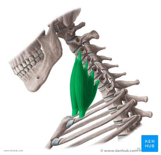 <ul><li><p>Action: Elevates first two ribs, neck flexion</p></li><li><p>Innervation: Cervical spinal nerves</p></li><li><p>Origin:</p></li><li><p>Insertion:</p></li></ul><p></p>
