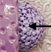 <p>What is found in the nucleus and synthesis RNA?</p>