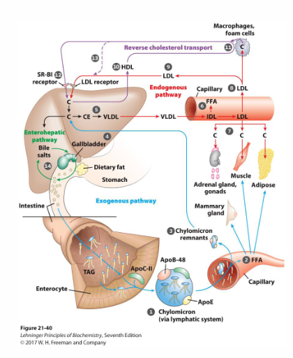 <p>Sources</p><p>- Cholesterol absorbed from diet (enterocytes)</p><p>- Cholesterol is endogenously synthesised (hepatic, extrahepatic tissues)</p><p>- Distribution between tissues via bloodstream requires lipoproteins</p>