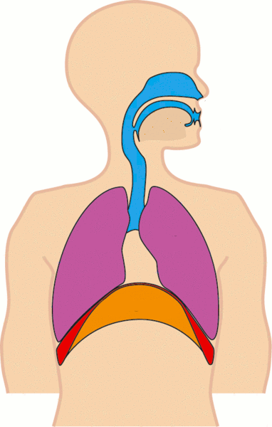 <p>Dome-shaped under ribs </p><p>“Balloon = breathing”</p>