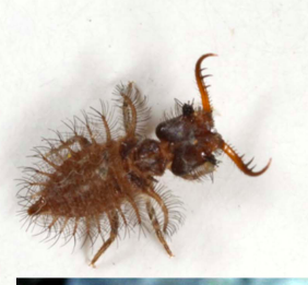 <ul><li><p>owlfly eggs serve as first meal of emerging larvae</p></li><li><p>Round; sometime</p></li><li><p>have setae hair</p></li><li><p>large mandibles</p></li></ul>