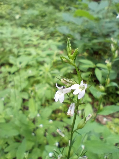 <p>Blue or white flowers, no slit at base of corolla, flowers more loosely arranged</p>