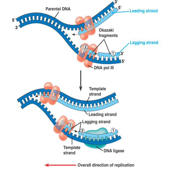 <ul><li><p><span>Removes all RNA Primers and replaces them with correct deoxyribonucleotides&nbsp;</span></p></li><li><p><span>Enzymes <strong>DNA Ligase </strong>joins Okazaki fragments into one strand by forming phosphodiester bonds&nbsp;</span></p></li><li><p><span>As new strands form attached to “old” DNA, each pair twists into helix</span></p></li></ul><p></p>