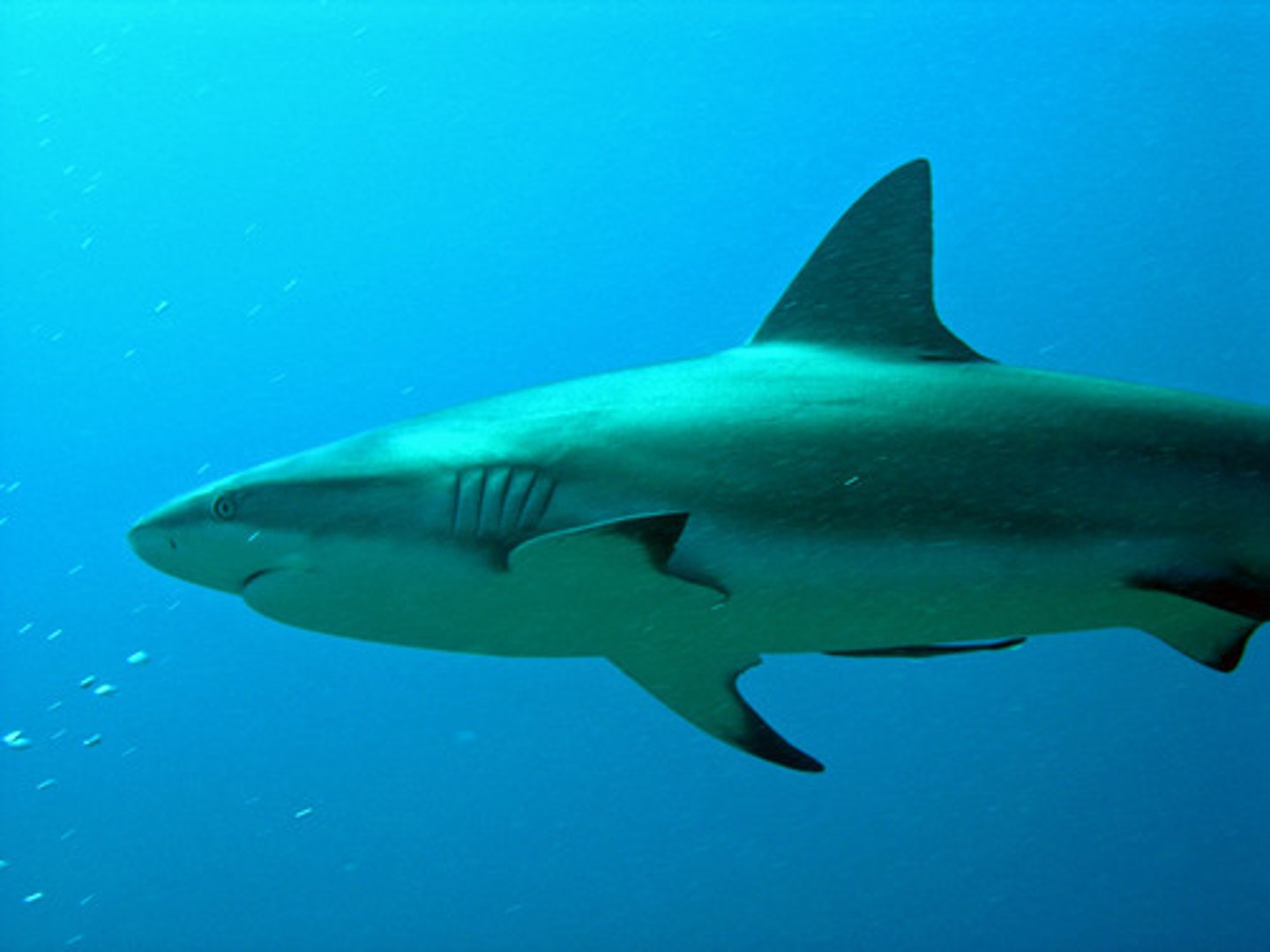 <p>apex predator</p>