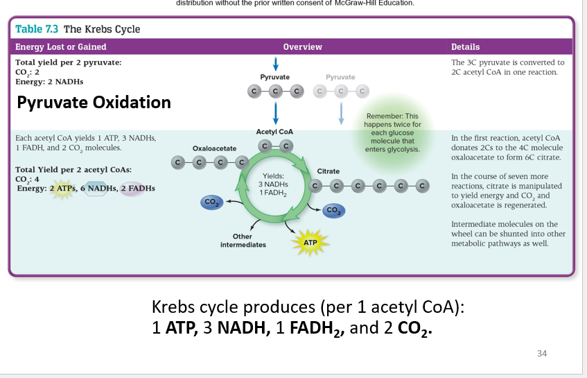 <p>Takes place in the Cytoplasm </p><p>Purpose: <strong>To extract high-energy electrons from carbon fuels (Acetyl-CoA)</strong></p><p>Krebs cycle produce <em>( Per 1 Acetyl CoA</em>) </p><ul><li><p><strong>1 ATP, 3 NADH, 1 FADH2 and 2 CO2 </strong></p></li></ul><p></p>