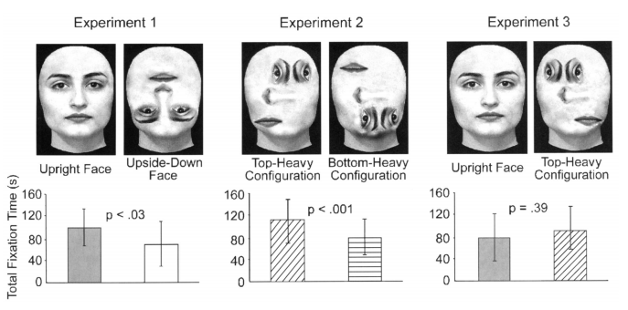 <p><span>upright face vs. upside-down face</span></p><ul><li><p><span>babies spent more time looking at the upright face than upside-down face</span></p></li><li><p><span>= infants may innately process faces and they may even show the inversion effect BUT ALSO it may be a top-heaviness vs. bottom-heaviness preference</span></p></li></ul>